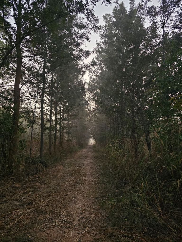 Walking through forest