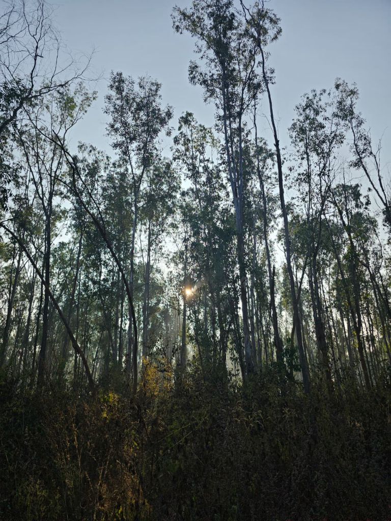 Morning forest